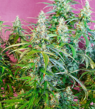 Animal Face Auto fem (Cali Buds Seeds) семена конопли