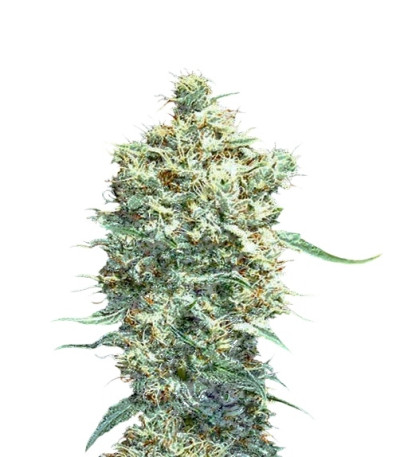 Auto Afgani fem (VIP seeds) семена конопли