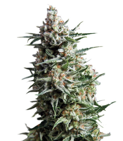 Auto Anesthesia fem (Pyramid Seeds) семена конопли