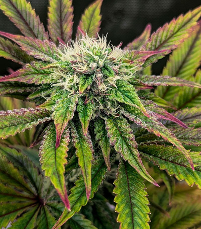 Black Cherry Gushers fem от Barney's Farm семена конопли