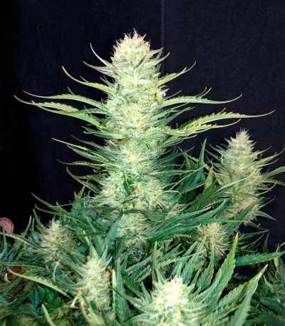 Bruce Banner Auto fem семена конопли