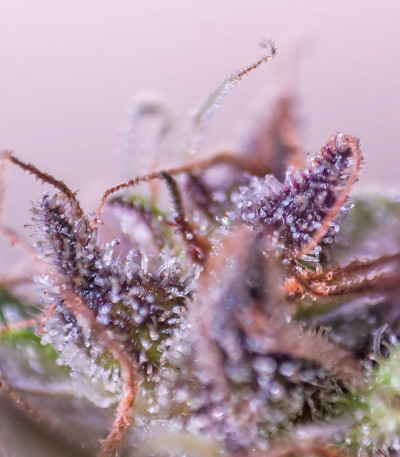 Bubble Gum fem (Serious Seeds) семена конопли