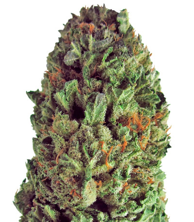 Budzilla fem (Heavyweight Seeds) семена конопли