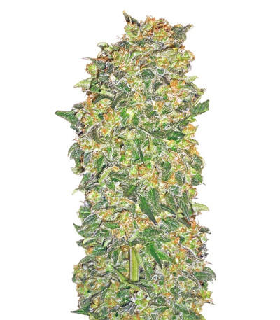 Chocolate Kush fem (00 Seeds) семена конопли