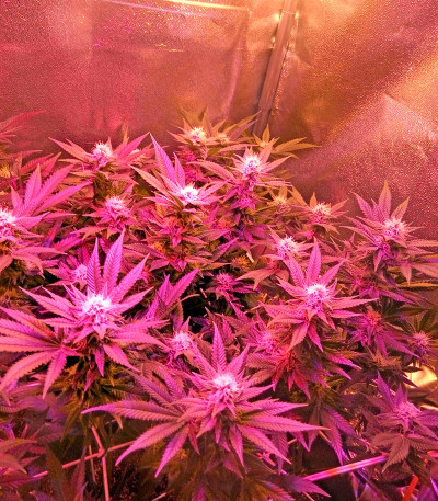 Chocolate Cream fem (00 Seeds) семена конопли