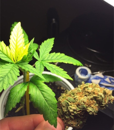 Critical Kush fem (Royal Queen Seeds) семена конопли