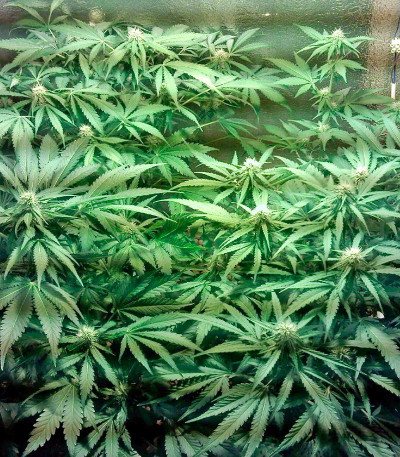 Domina Haze fem семена конопли