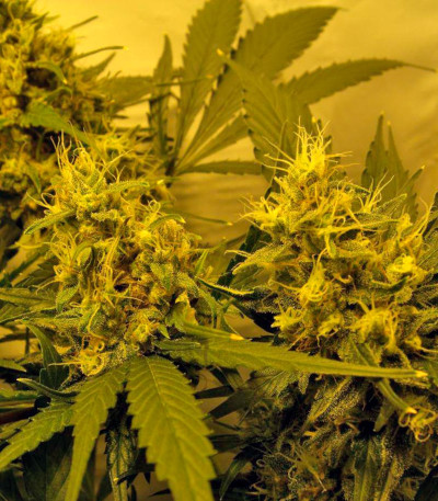Durga Mata II CBD fem (Paradise Seeds) семена конопли