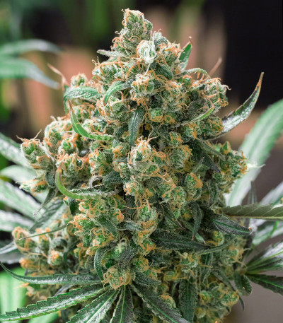 Fast Flowering Green Crack fem семена конопли