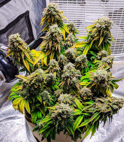 Fat Banana fem (Royal Queen Seeds) семена конопли