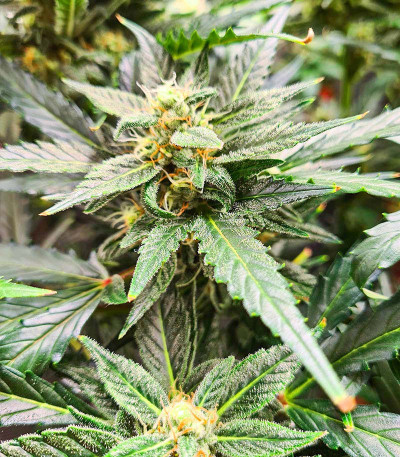 Glue Gelato Auto fem (Barney's Farm) семена конопли