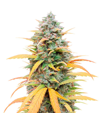 Auto Mix Pack #1 fem (Herbies Seeds) микс семян конопли