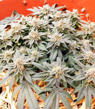 Haze Berry fem (Royal Queen Seeds) семена конопли