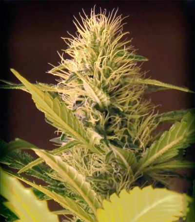La Blanca Gold fem (Vision Seeds) семена конопли