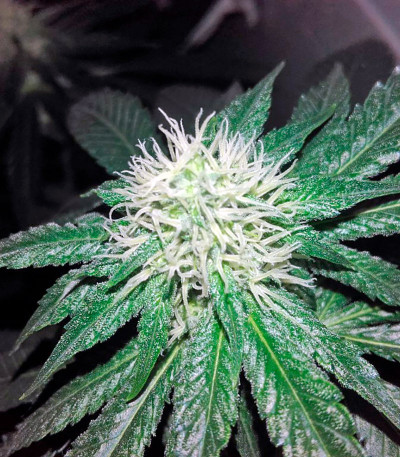 Lithium OG Kush fem (Nirvana Seeds) семена конопли