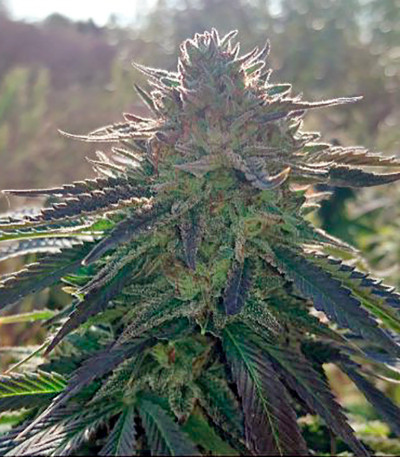 Lost Coast OG fem (Humboldt Seeds) семена конопли