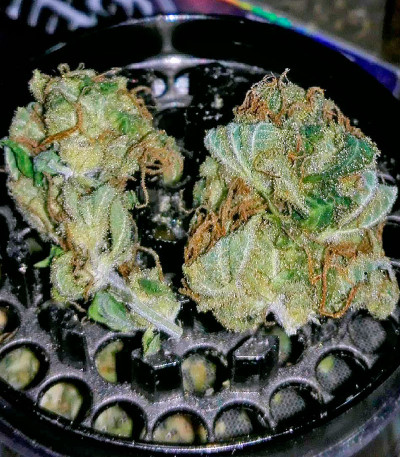 Moby Dick fem (Dinafem Seeds) семена конопли