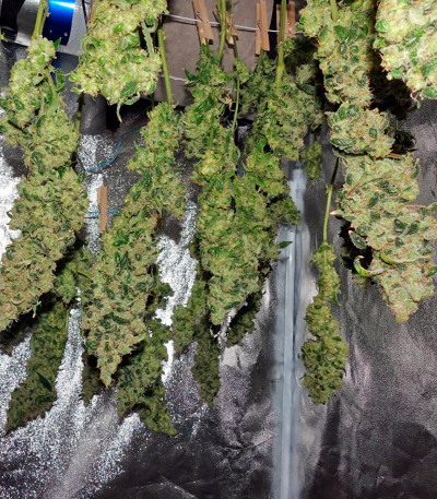 Moby Dick CBD fem семена конопли