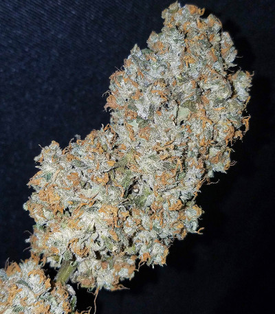 Original Auto OG Kush fem (FastBuds) семена конопли