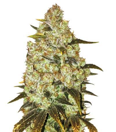 Psychedelic fem (Bulk Seed Bank) семена конопли