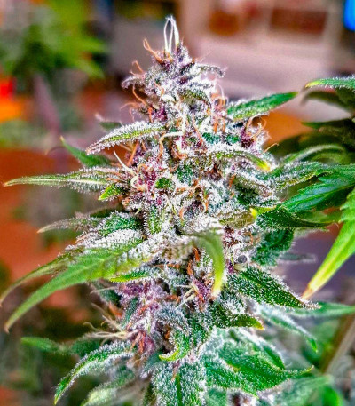 Purple Punch X Lemon Drizzle fem от Barney's Farm семена конопли