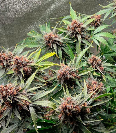 Papaya Zoap Auto fem (Sweet Seeds) семена конопли