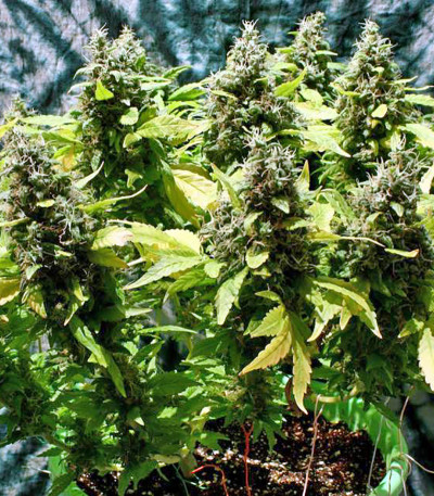 Point of No Return reg семена конопли