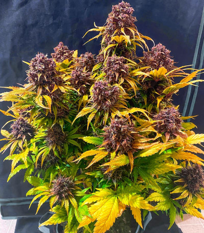 Purple Juice Auto fem (Herbies Seeds) семена конопли