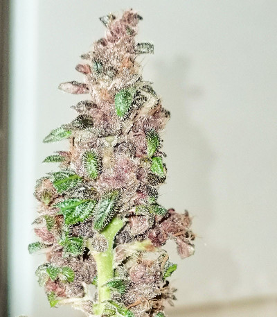Purple Mazar Auto (Kalashnikov Seeds) семена конопли