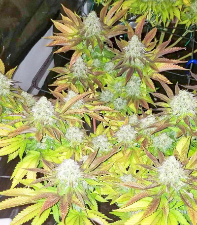 Purple Punch fem (Barney's Farm) семена конопли