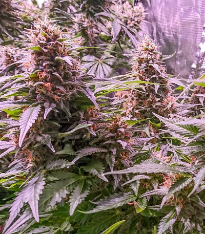 Strawberry Cream fem (Sumo Seeds) семена конопли