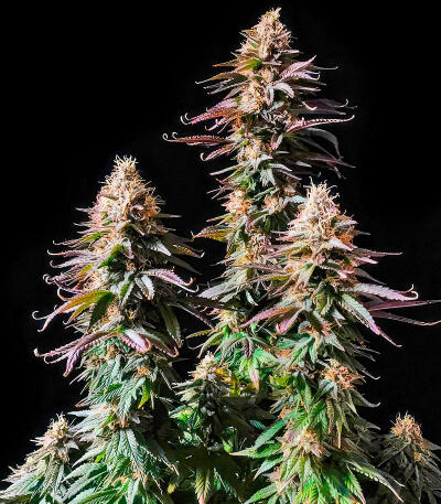 Trainwreck Fast Version fem (Seedkeepers) семена конопли