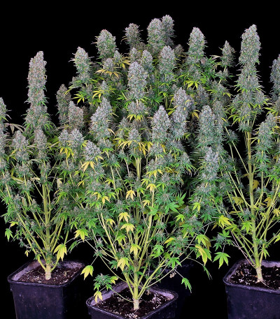 Warlock fem (Serious Seeds) семена конопли