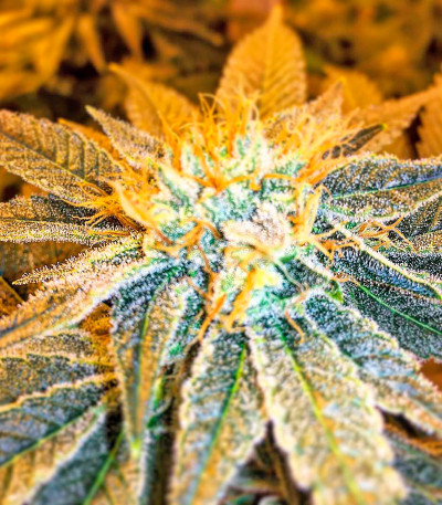 White Russian reg (Serious Seeds) семена конопли