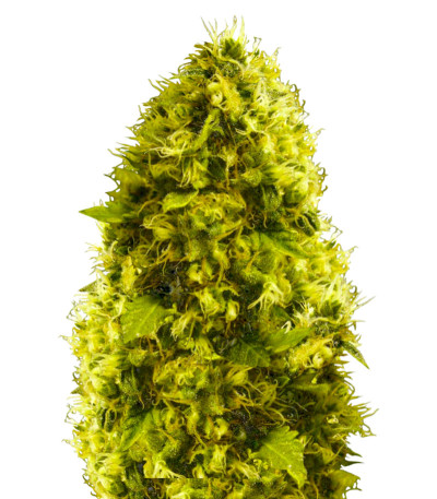 White widow fem (Victory Seeds) семена конопли