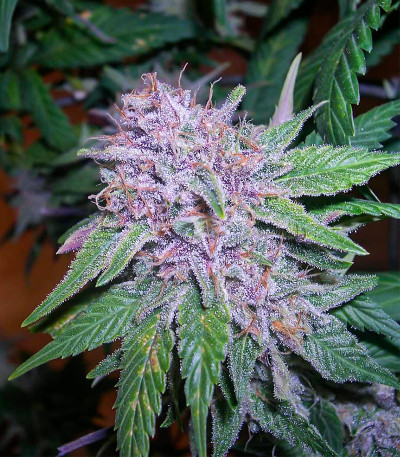 Blackberry Moonrocks fem (AlphaFem Seeds) семена конопли