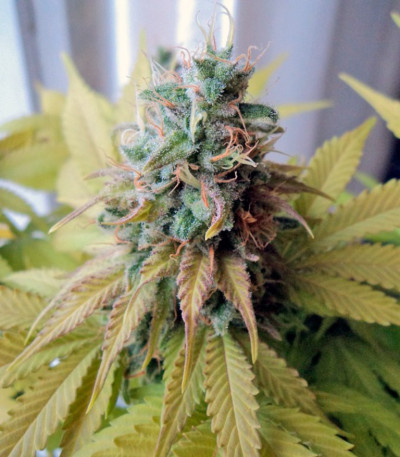 Сорт марихуаны Cream Caramel (Sweet Seeds)