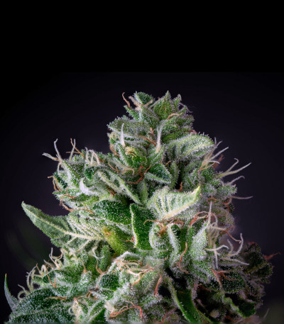 Glookies fem (Barney's Farm) семена конопли