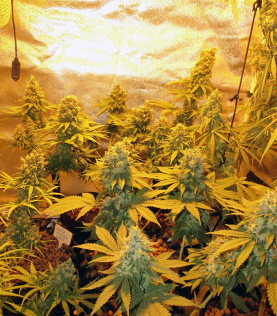 Green Gelato fem (Royal Queen Seeds) семена конопли