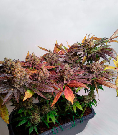 Runtz Muffin от Barney’s Farm семена конопли