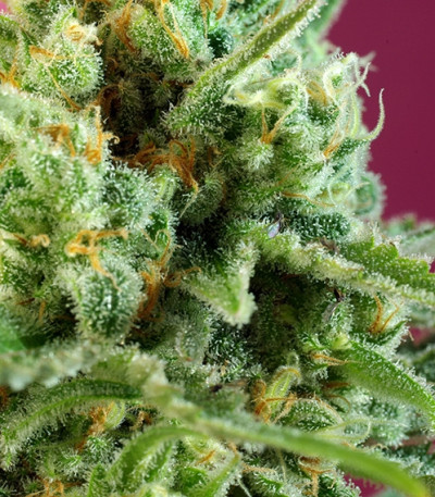 Сорт марихуаны S.A.D. Sweet Afgani Delicious CBD