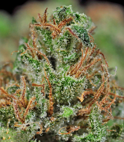 Afgooey fem (Strain Hunters) семена конопли