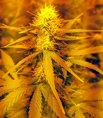 Сорт конопли Amnesia XXL Autoflowering