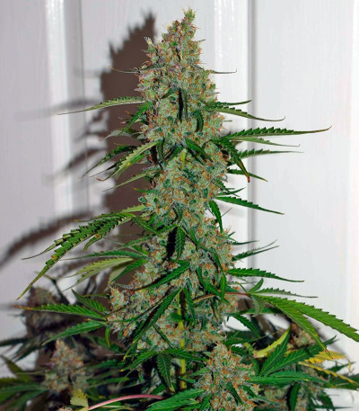 Сорт конопли Auto Glueberry O.G.