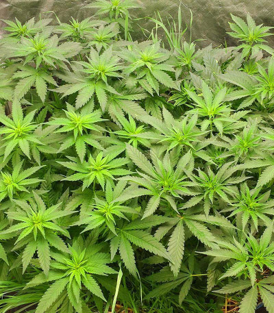 Blue Sunset Sherbert fem семена конопли