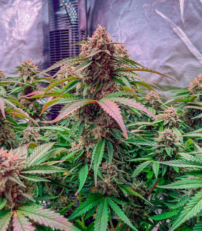 Banana Daddy Auto RBX2 fem (Ethos Genetics) семена конопли