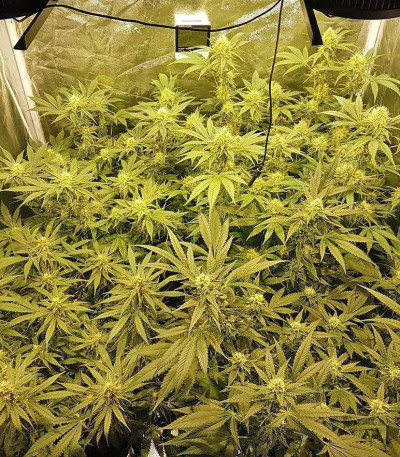 Big Bud fem (Vision Seeds) семена конопли