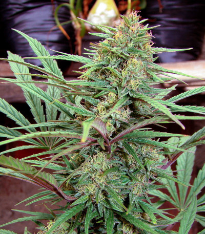 CBD Compassion fem (Dutch Passion) семена каннабиса