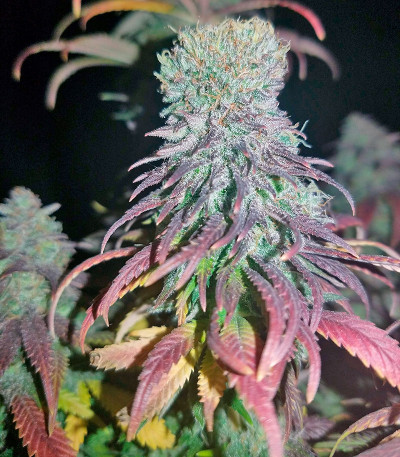 Chocolope reg (DNA Genetics) семена конопли