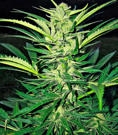 Critical Mass CBD fem семена конопли